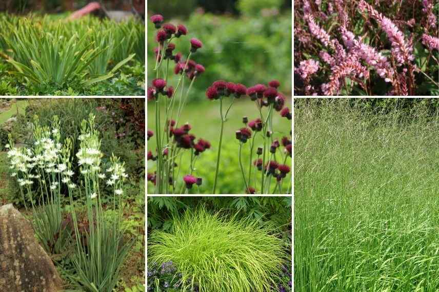 associer jonc japonais