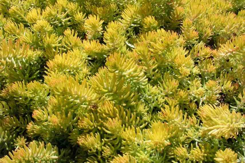 orpin couvre-sol, orpin succulente