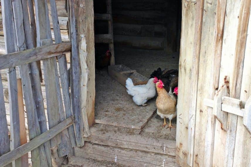 poulailler