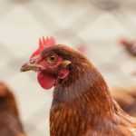 Adopter des poules : les 10 erreurs à ne pas faire