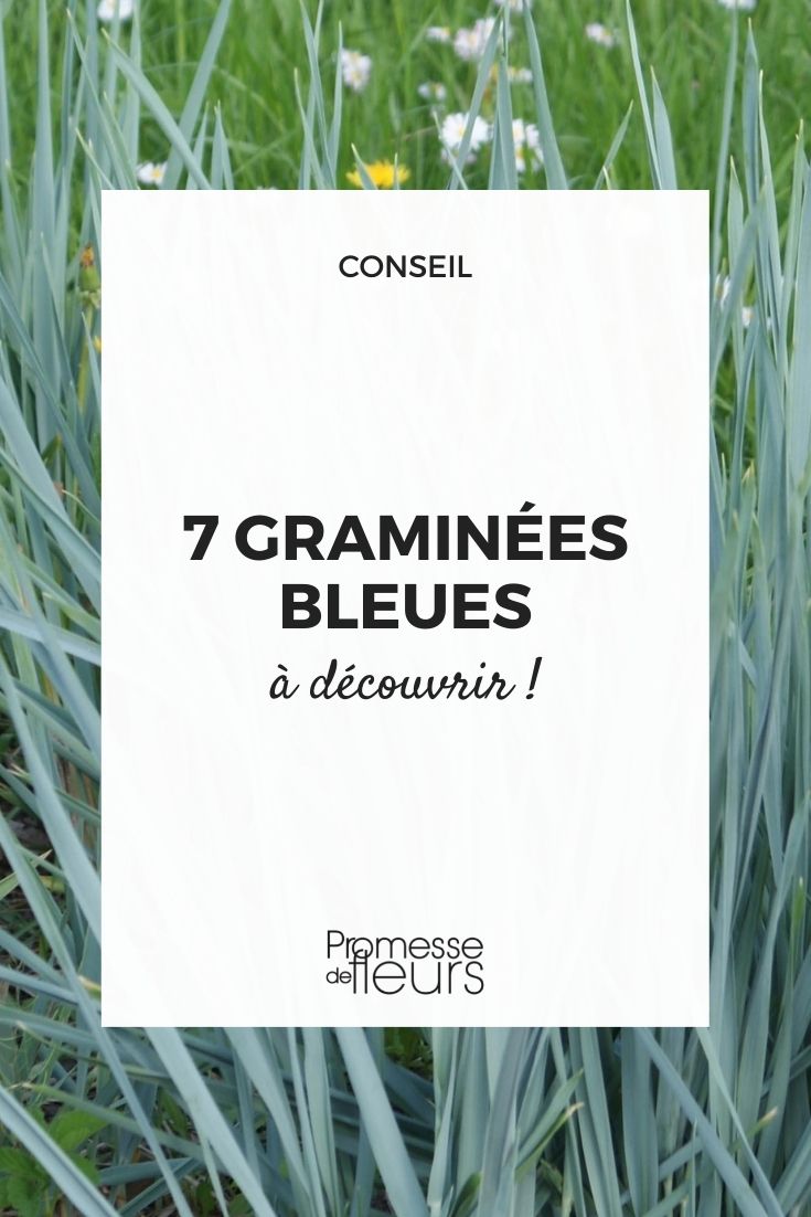vivaces graminée couleur bleu
