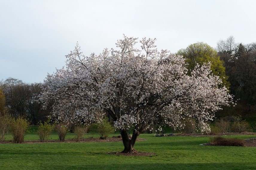 Cerisier du Japon
