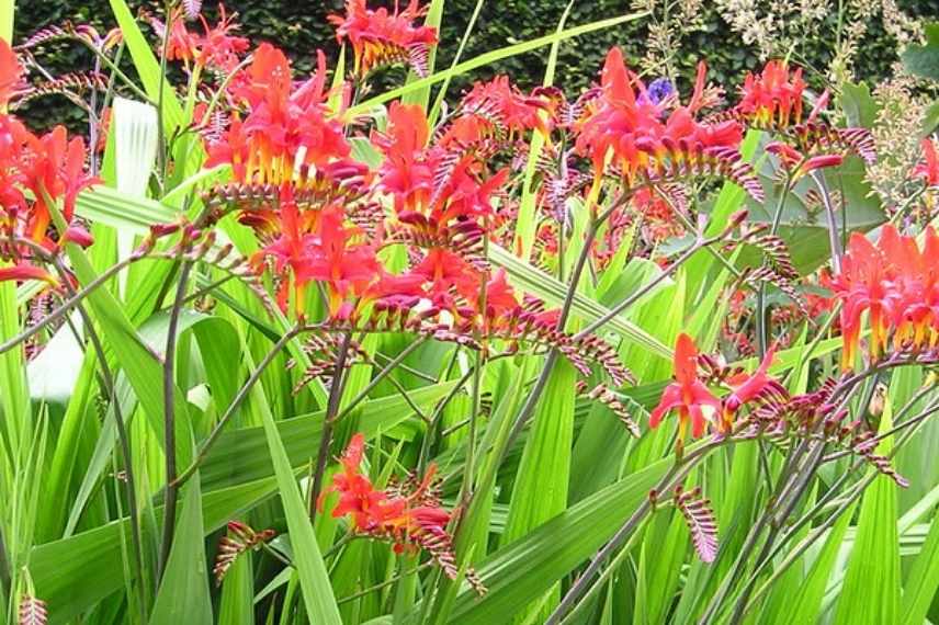 Bulbe d'été fleur rouge, floraison rouge bulbe été, fleur rouge été bulbeuse