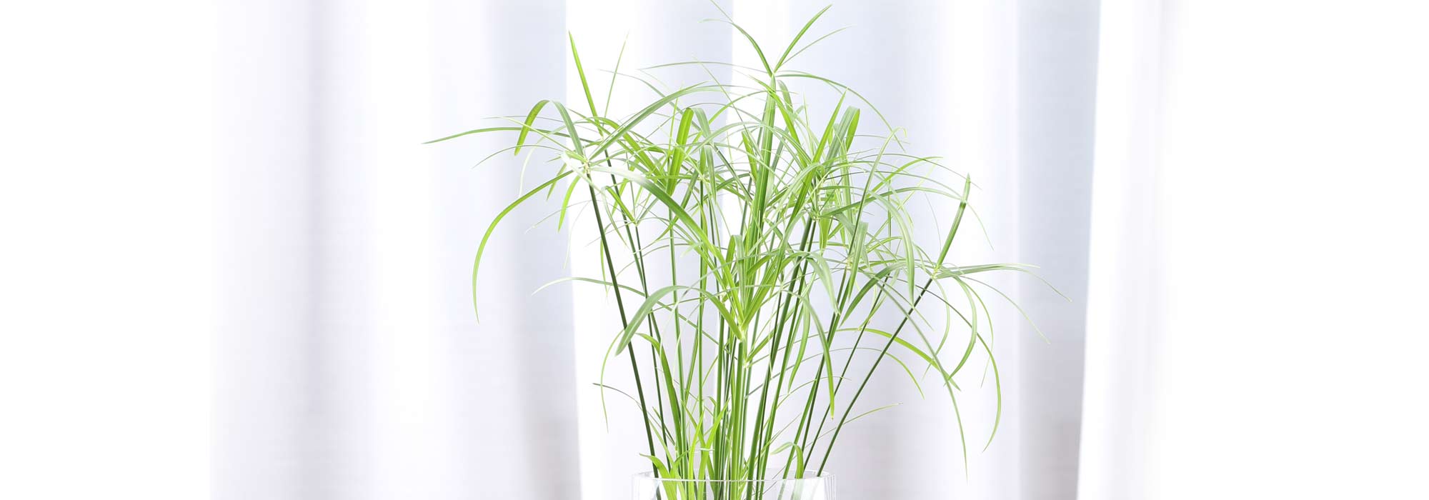 Cultiver un papyrus ou cyperus en pot