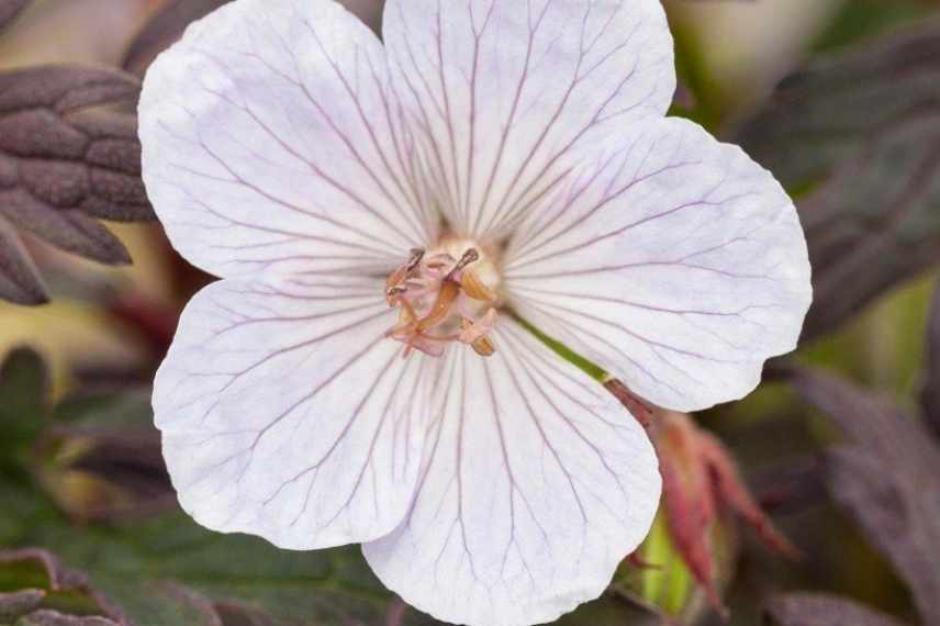 geraniums vivaces pour débutant, géraniums vivaces faciles, geranium vivaces indispensables, geranium vivace couvre sol