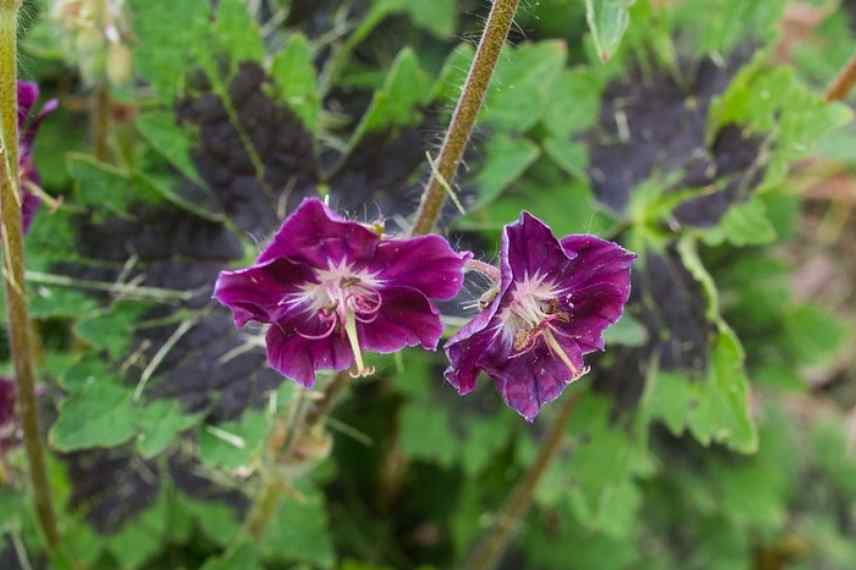 geraniums vivaces pour débutant, géraniums vivaces faciles, geranium vivaces indispensables, geranium vivace couvre sol