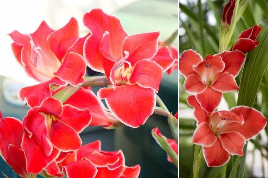 Bulbe d'été fleur rouge, floraison rouge bulbe été, fleur rouge été bulbeuse