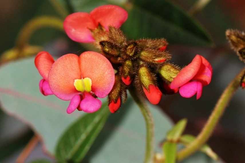 grimpante fleurs rouges, grimpante rouge, grimpante floraison rouge, plante grimpante rouge