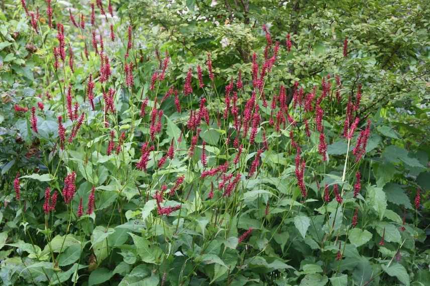 vivace a fleurs rouges, vivaces rouges, vivaces floraison rouge, longue floraison rouge