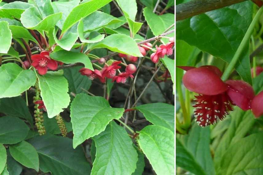 grimpante fleurs rouges, grimpante rouge, grimpante floraison rouge, plante grimpante rouge