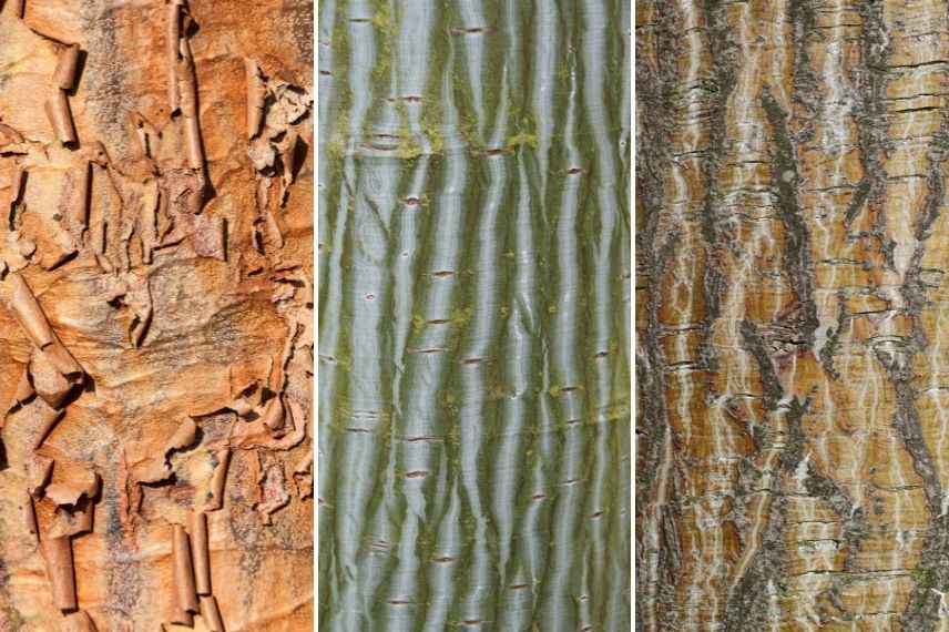 bel érable, érable beau toute l'année