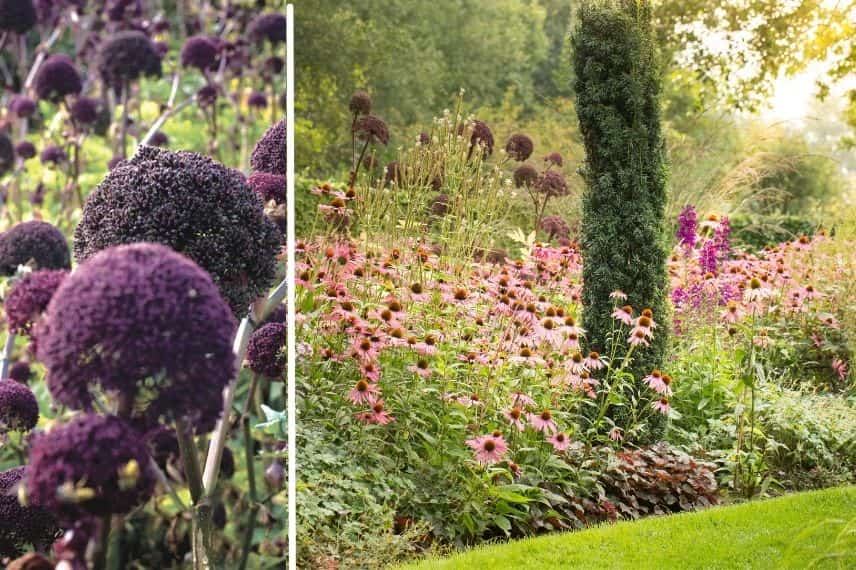 Angelica gigas rouge