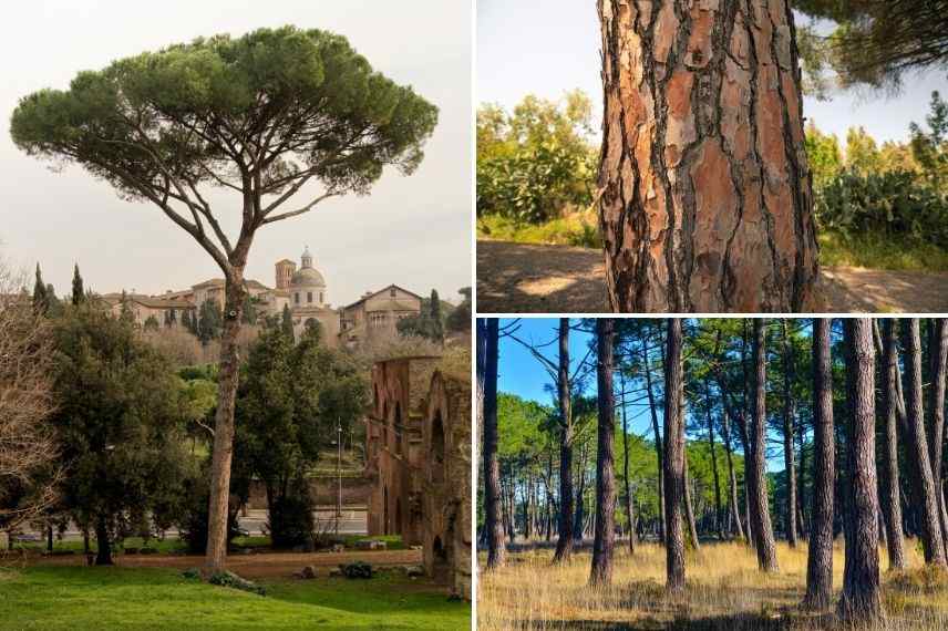 écorce de pin maritime