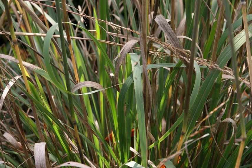 herbe aux indiens bleu, herbe aux indiens à feuilles bleues
