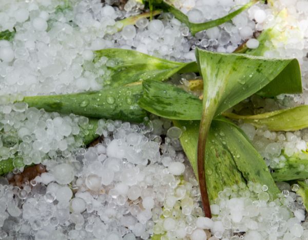 Que faire au jardin après un orage de grêle ?