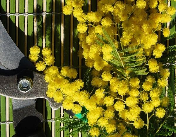 Quand et comment tailler un Mimosa ?
