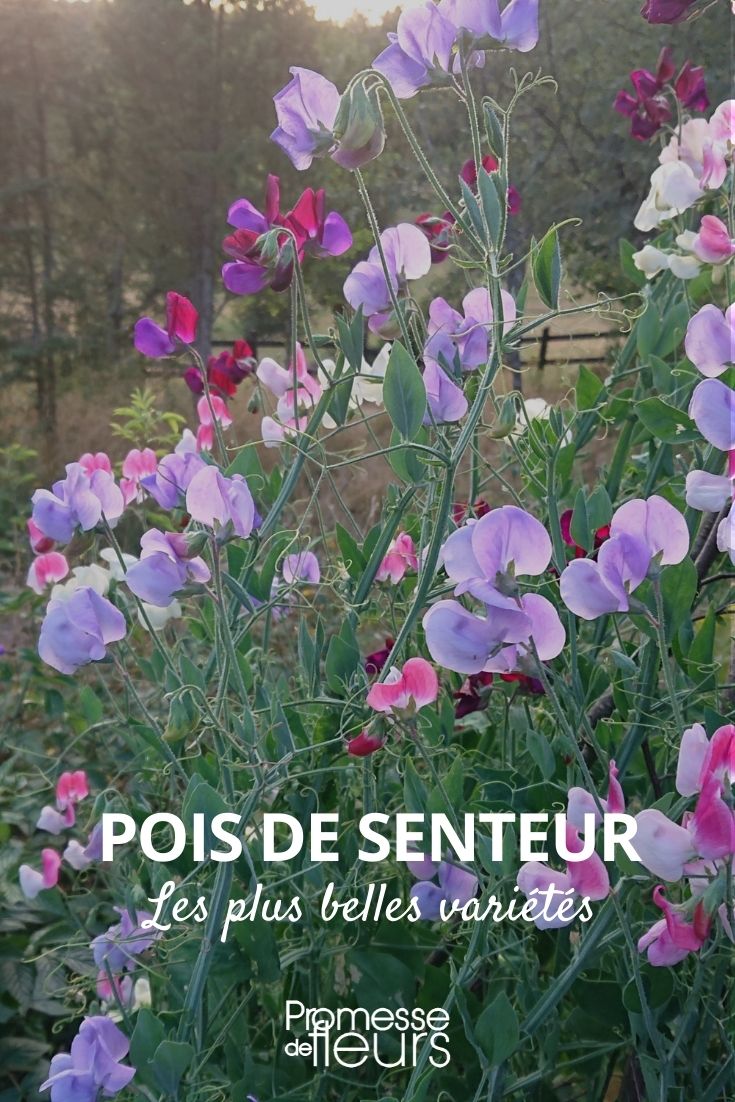 pois de senteur plus belles variétés