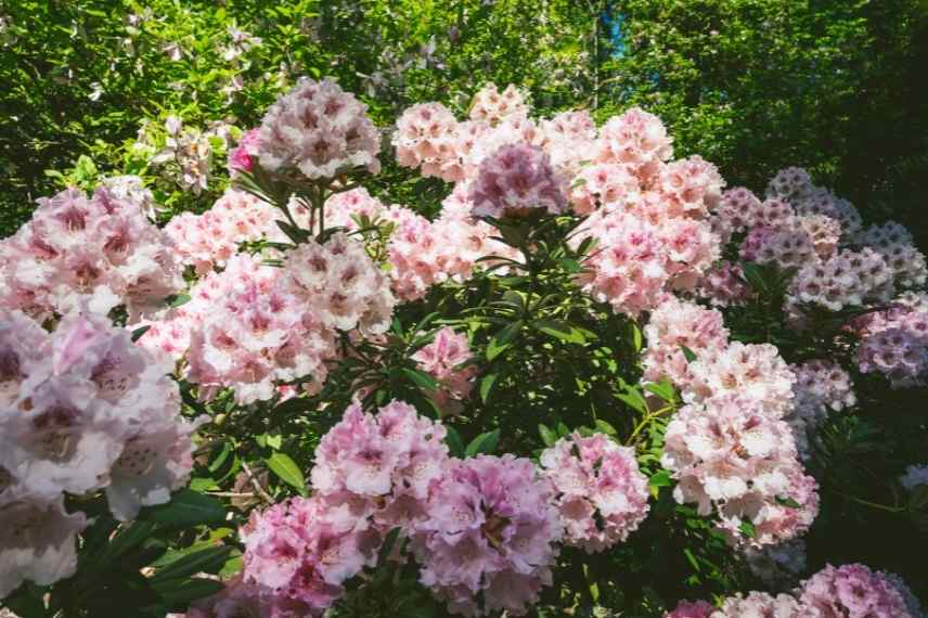 conseils aménagement jardin rose, jardin rose, idées aménagement jardin rose, aménager un jardin rose, jardin monochrome rose