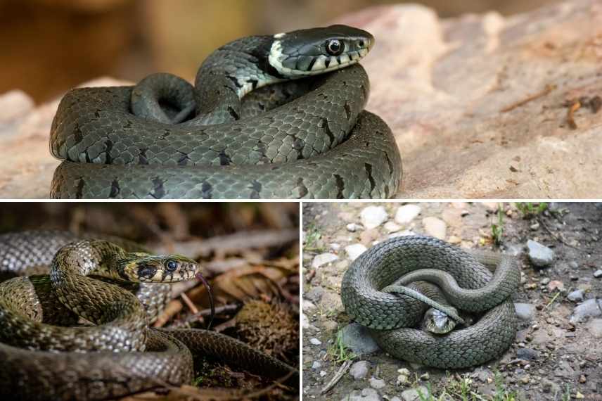 Natrix helvetica, couleuvre a collier helvétique