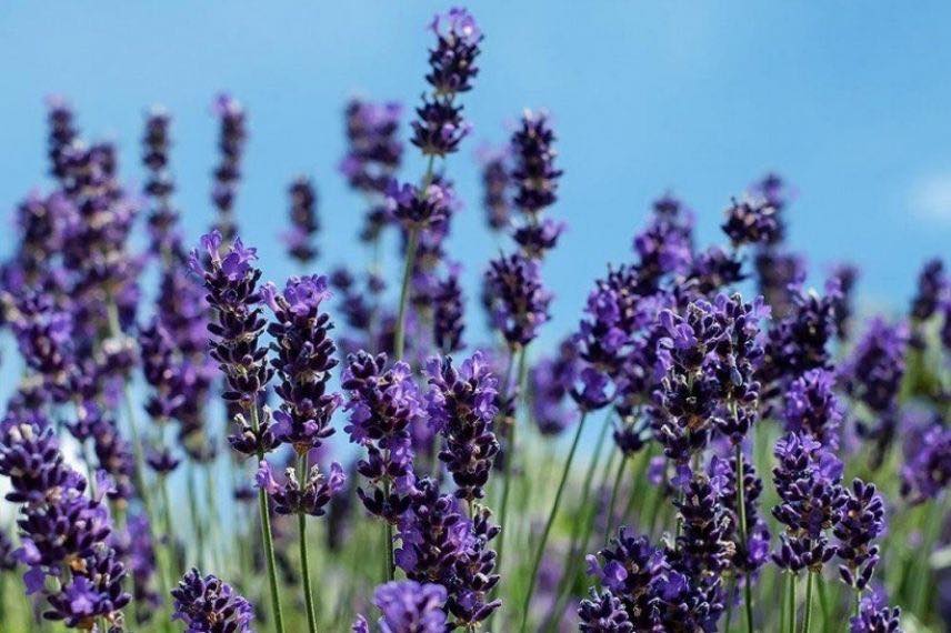 Lavandula angustifolia