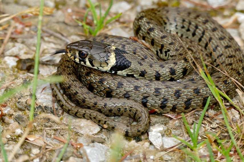Natrix helvetica, couleuvre a collier helvétique