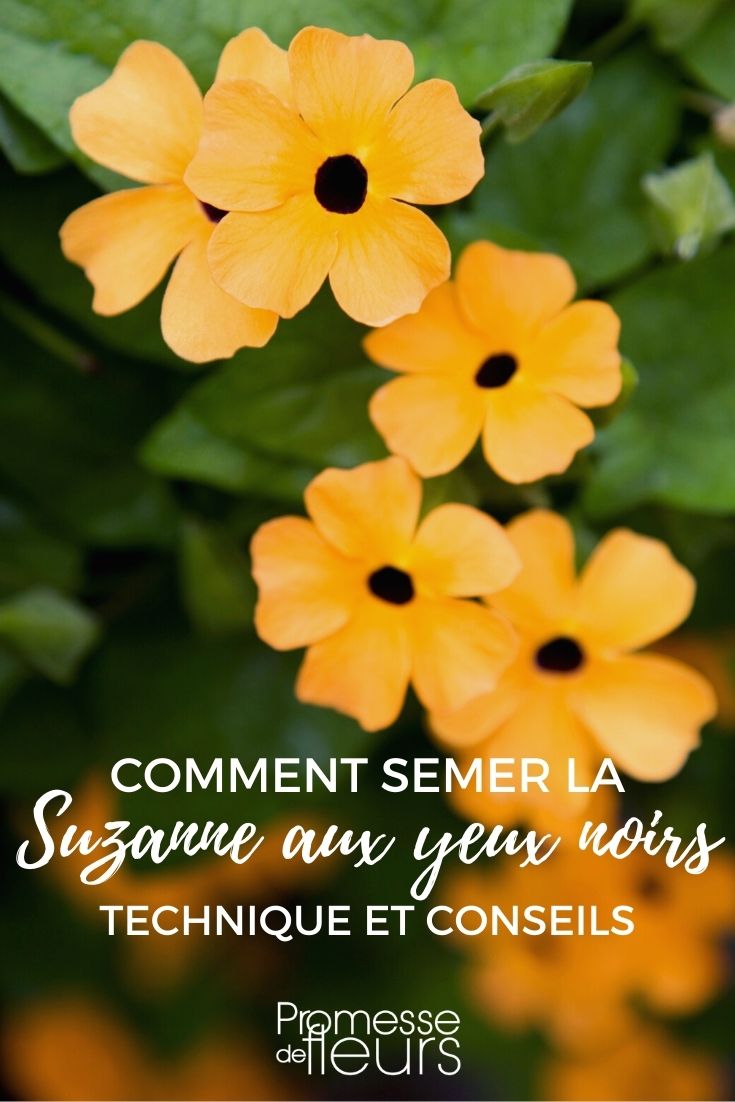 semis Thunbergia