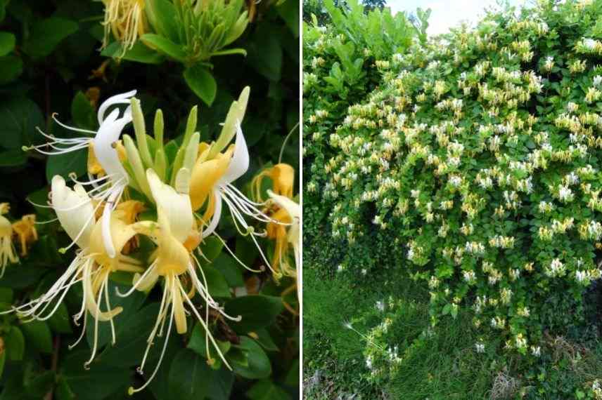 chèvrefeuille du japon très florifère