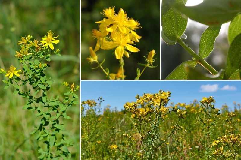 millepertuis perforé