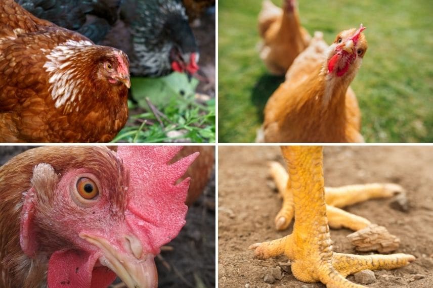 poules
