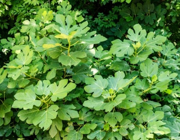 Taille du figuier : tout savoir pour une taille parfaite