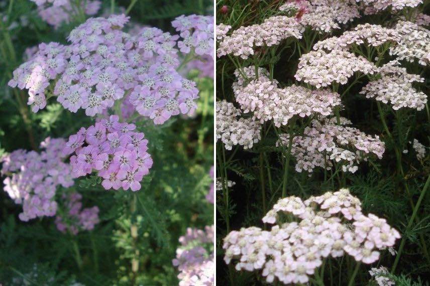 Achillée rose