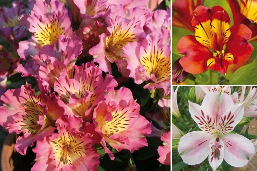 bulbes d'Alstroemère en pot pour une floraison tout l'été