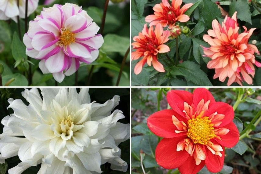 Des bulbes de Dahlia pour une potée fleurit tout l'été