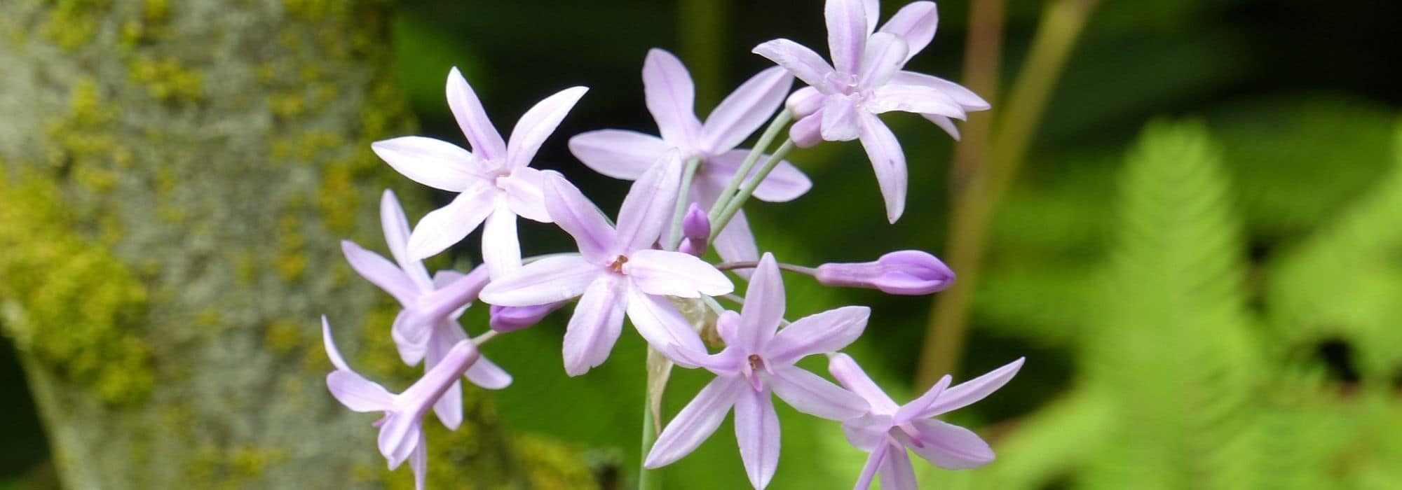 Cultiver le tulbaghia en pot