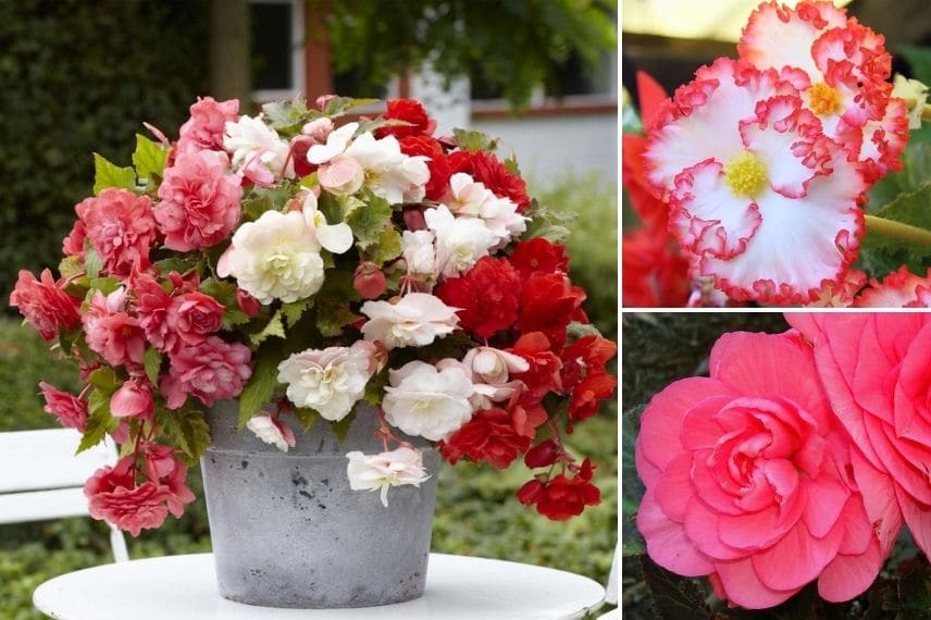 Planter des bulbes de Bégonia pour fleurir un pot tout l'été