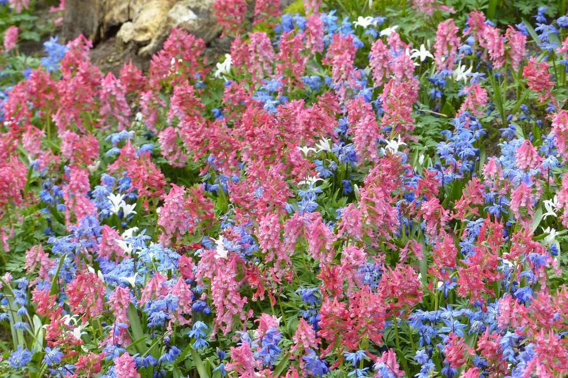 corydalis solida association