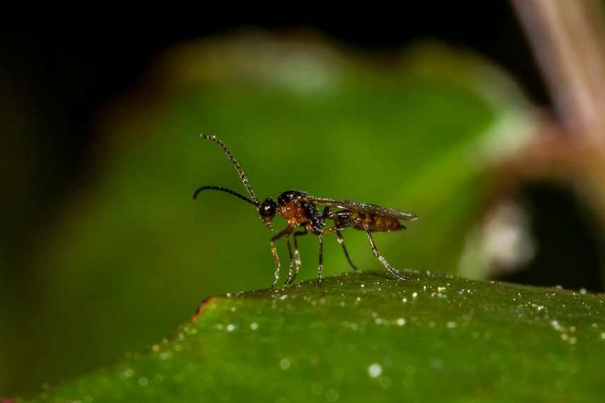 Aphidius, Aphide, insecte auxiliaire