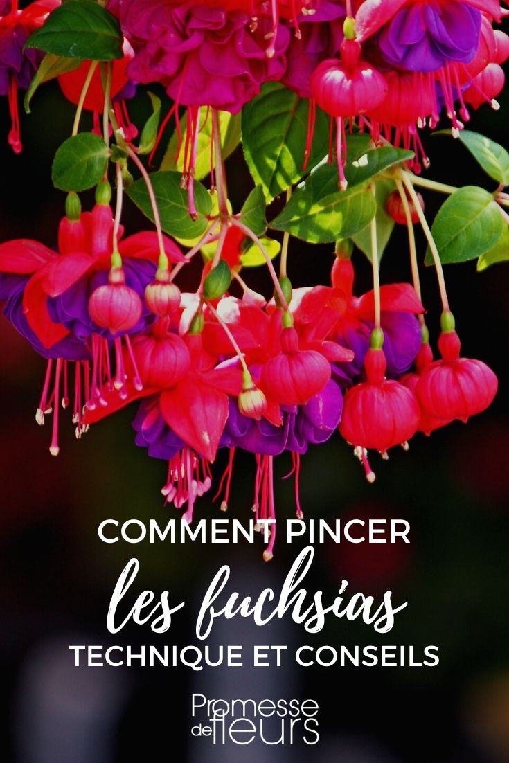 pincer tailler fuchsias