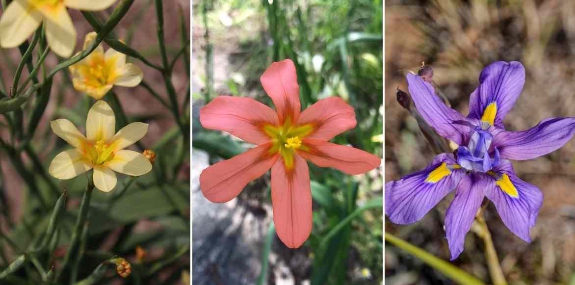 Homeria, tulipe du cap, Moraea