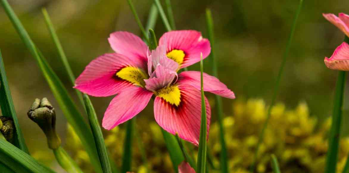 Homeria, tulipe du cap, Moraea
