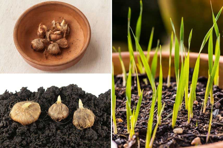 culture ixia, lis des blés en pot, bac, jardinière