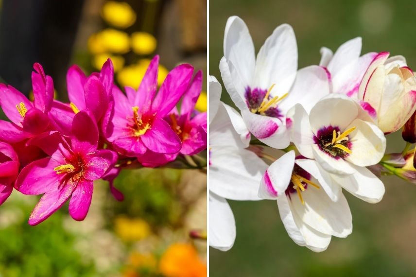 culture ixia, lis des blés en pot, bac, jardinière