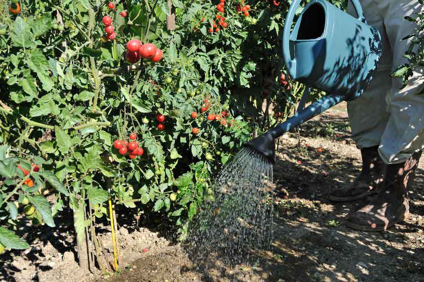 potager juillet arrosage