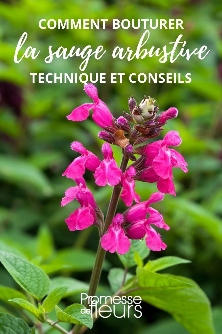 multiplication sauge arbustive par bouture