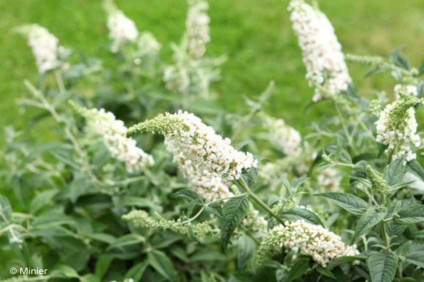 buddeia buddleja arbre a papillons nain compact mini