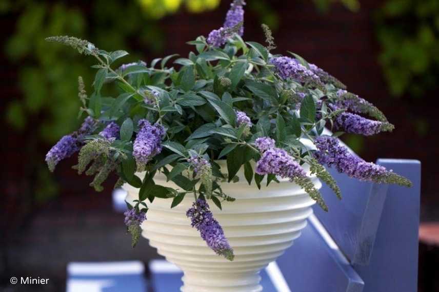 buddeia buddleja arbre a papillons nain compact mini