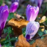 Petits bulbes et plantes couvre-sol, un duo gagnant