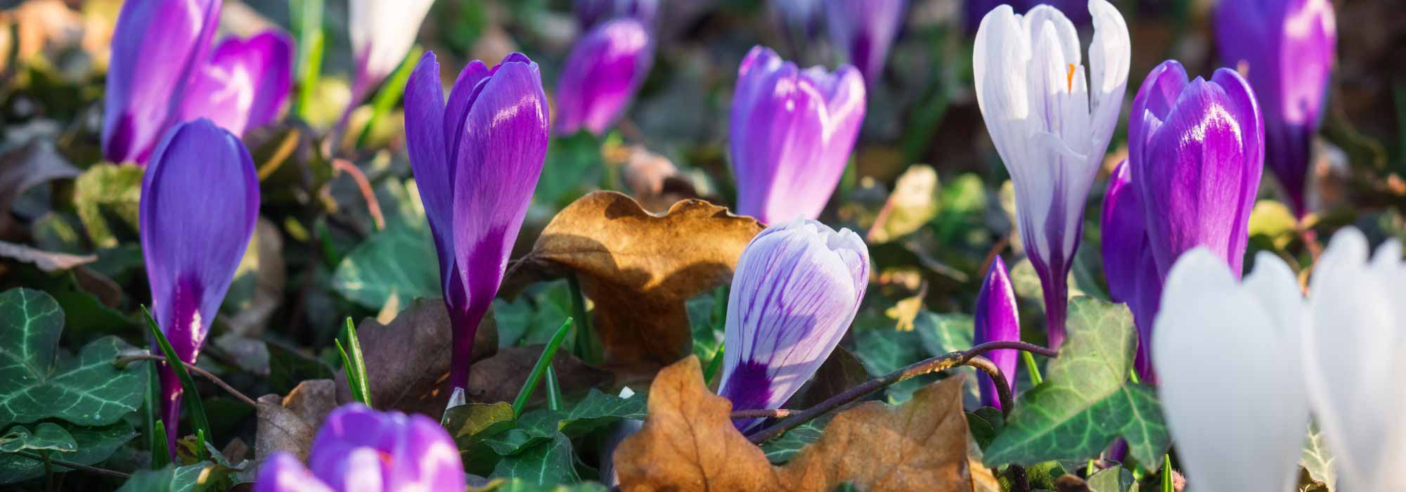 Petits bulbes et plantes couvre-sol, un duo gagnant