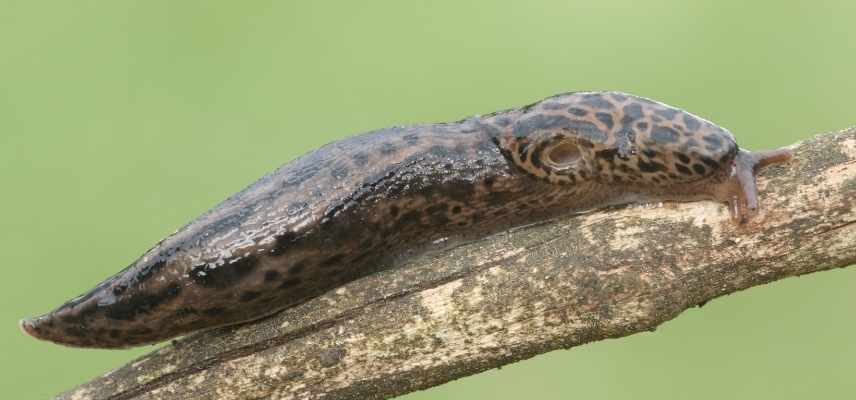 Limace leopard, limax maximus,, auxiliaire jardin, limace auxiliaire, limace leopard utilité
