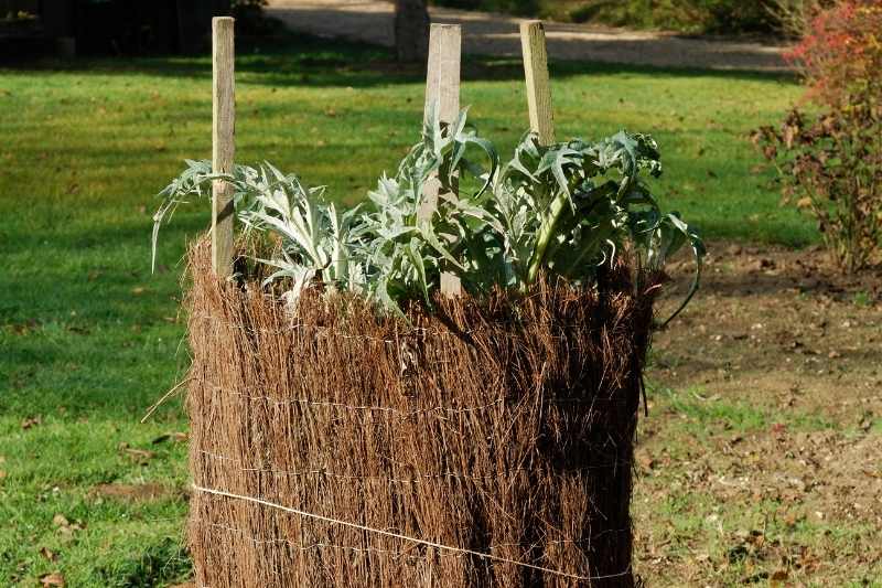 comment blanchir les cardons, blanchiment des cardons